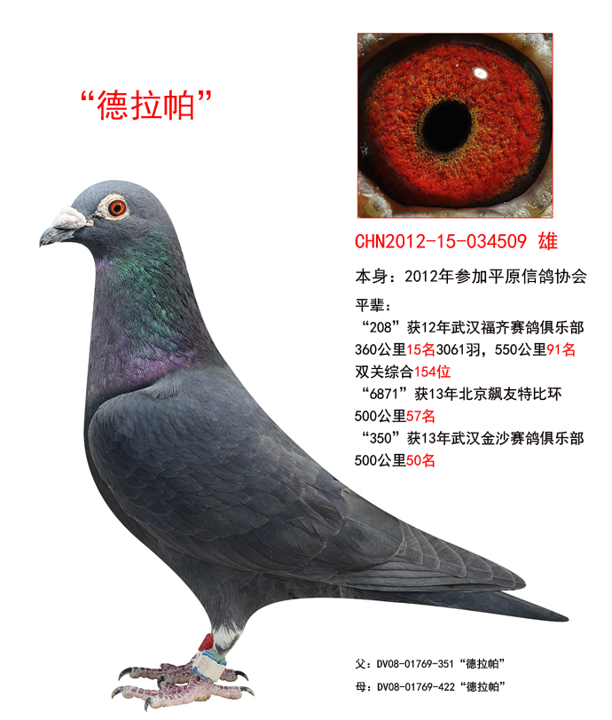 2200          元 拍卖状态: 拍卖结束 商家名称: 德州安华赛鸽