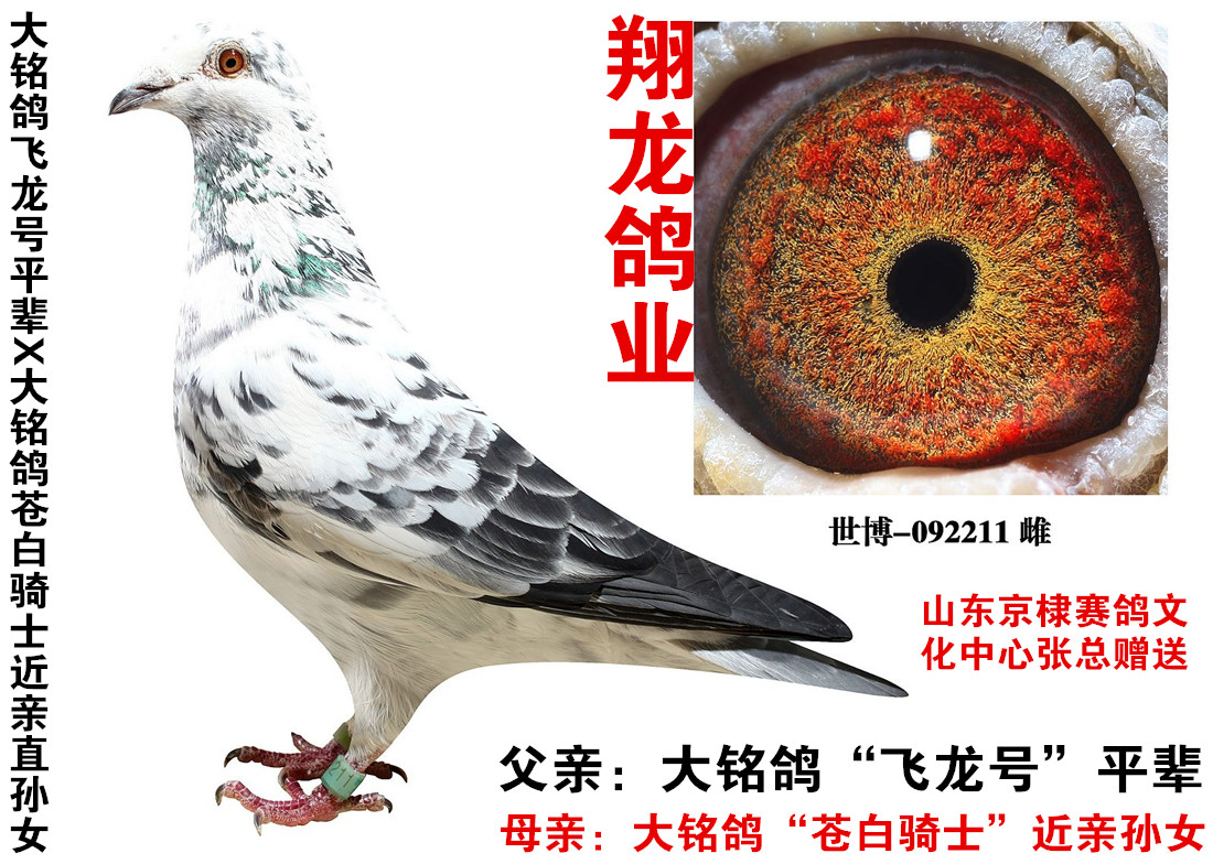 土尼尔x苍白骑士 保证金级 拍卖