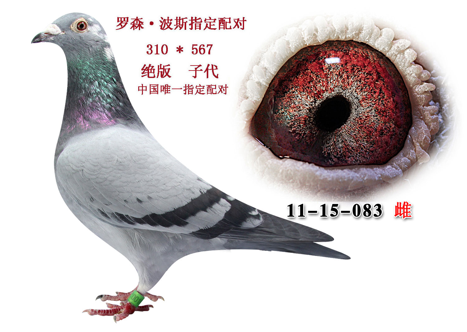 罗森·波斯.指定配对.绝版子代 保证金级 拍卖