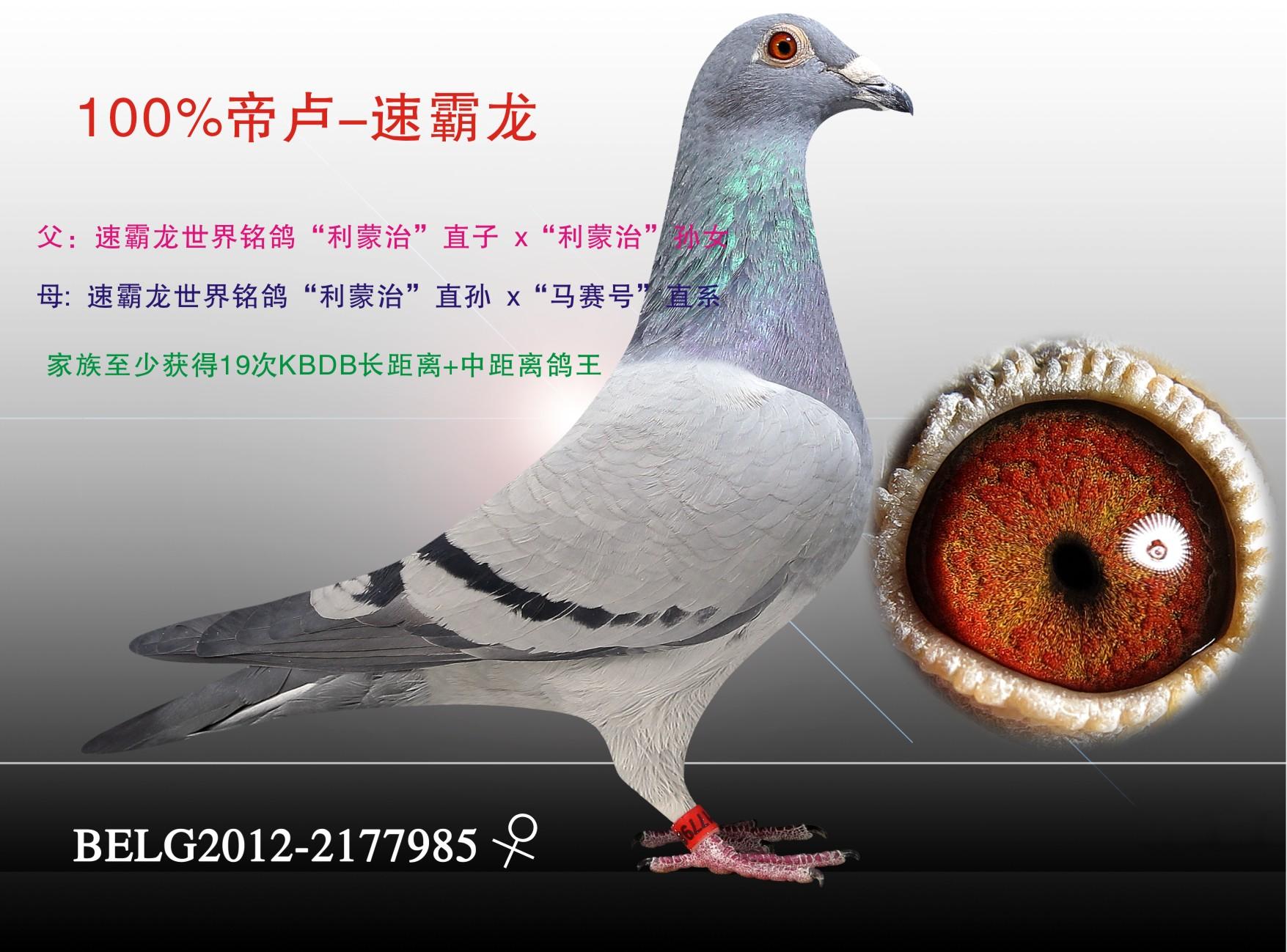 天津火箭基地鸽业 - 中信网铭鸽展厅 www.ag188.com