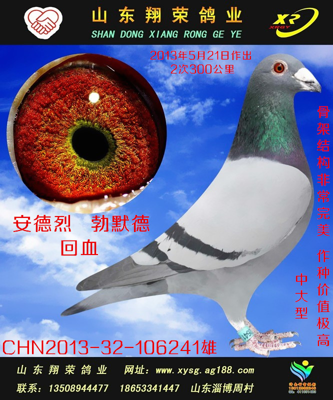 山东翔荣鸽业 安德烈 勃默德回血241 保证金级 拍卖