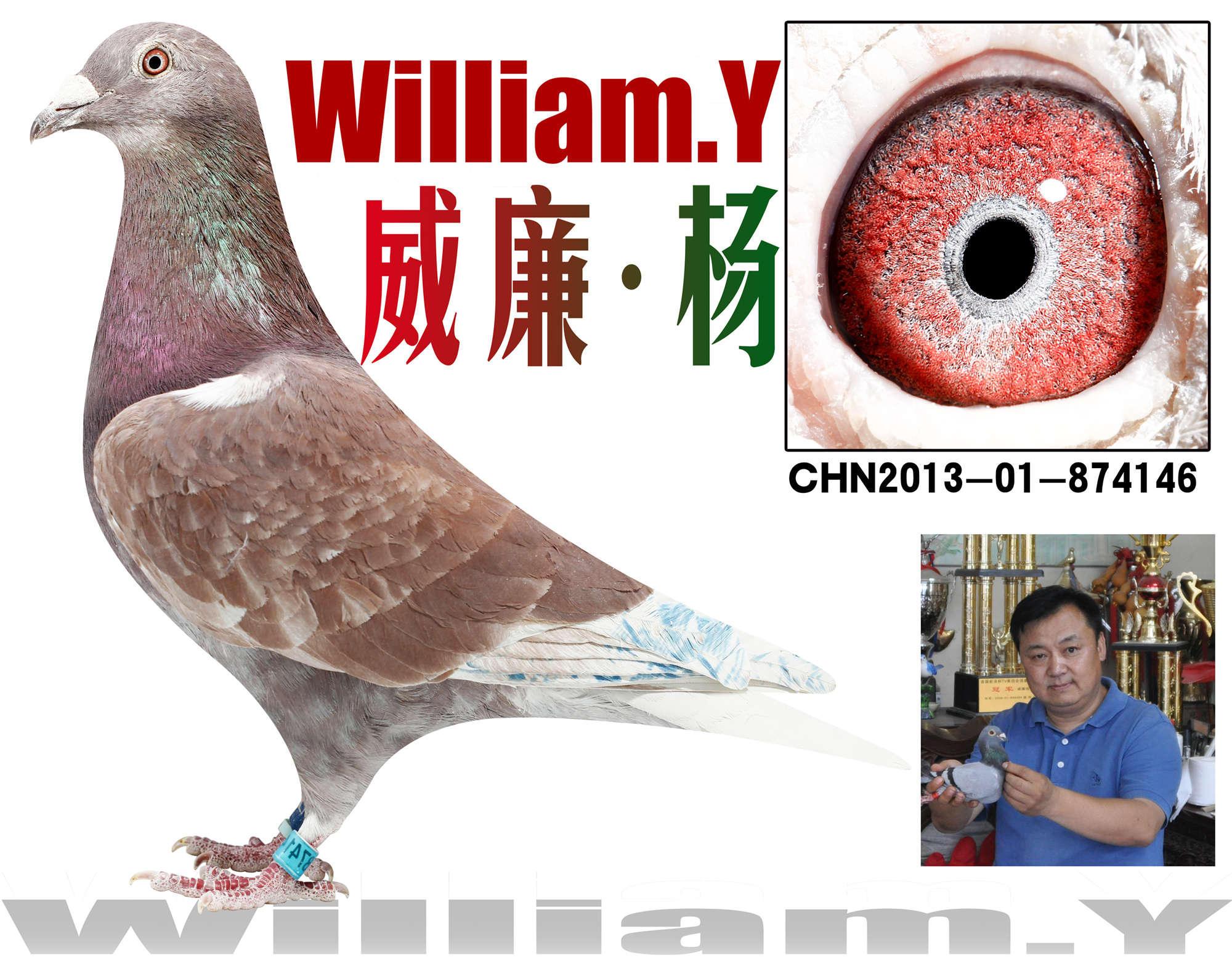 威廉杨精品146《北京金马3000元特比 保证金级 拍卖