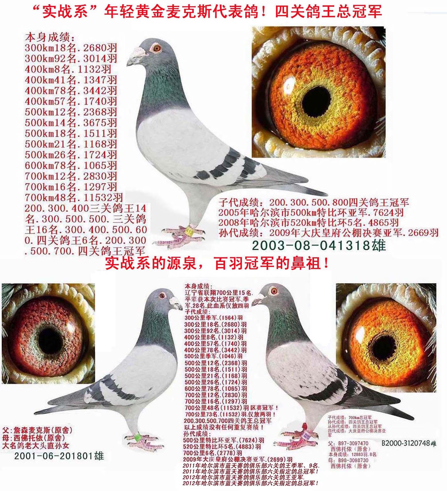 年轻麦克斯四关鸽王总冠军半兄妹(特留种鸽) 保证金级 拍卖