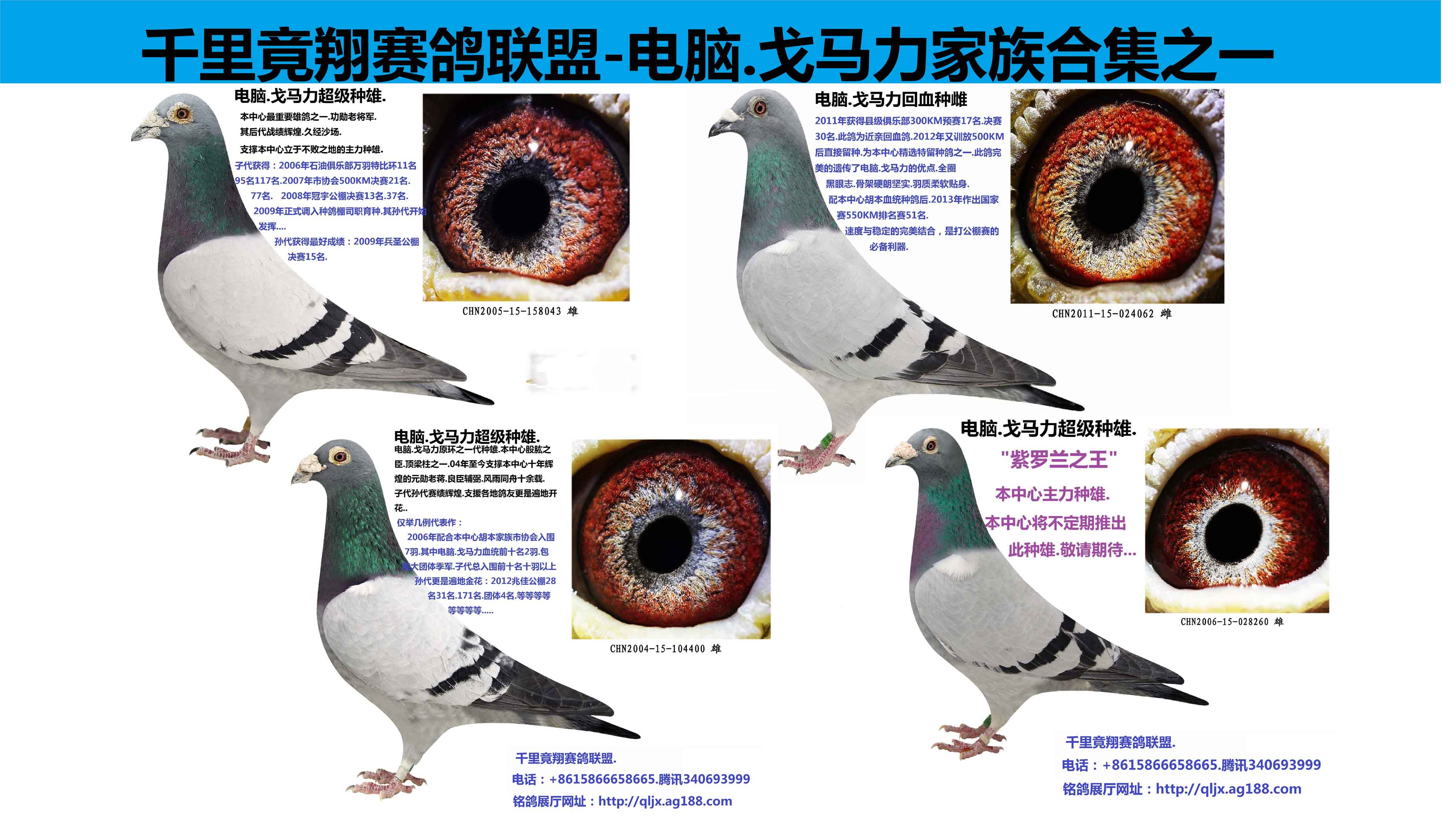 戈马力主力种雄 保证金级 拍卖