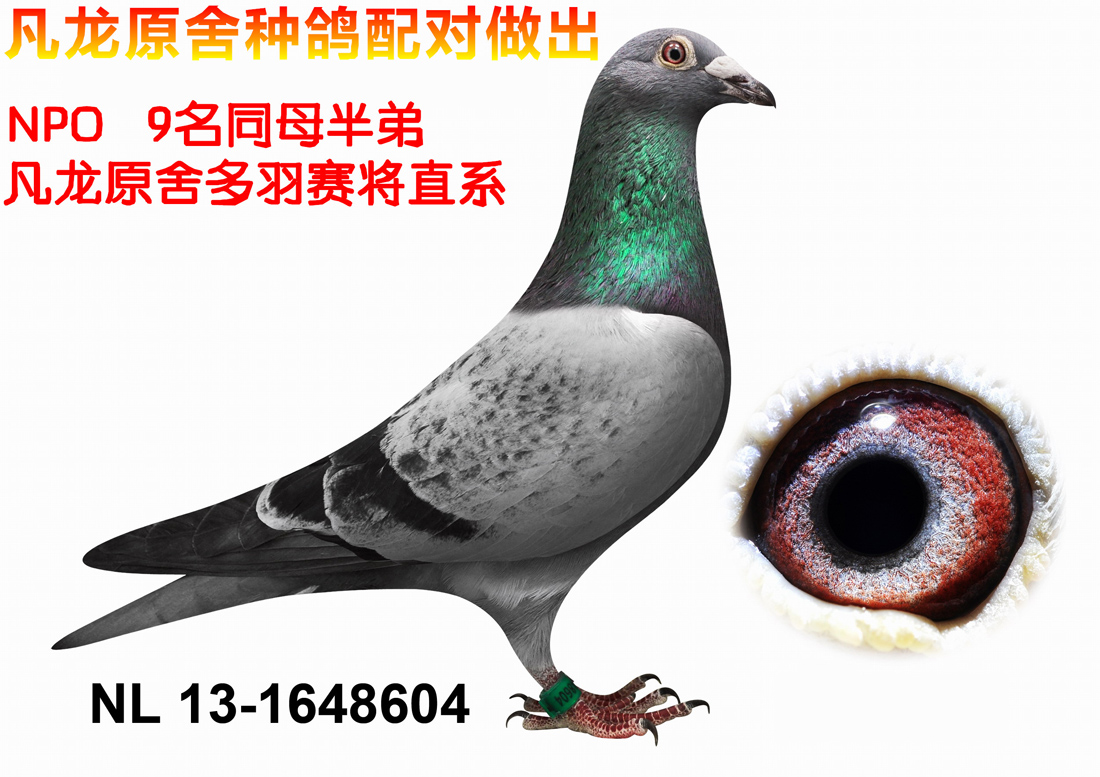 npo9名半弟-凡龙原舍配对做出604 保证金级 拍卖