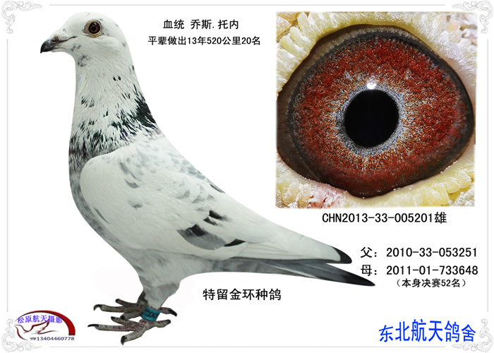 13年特留金环种鸽 保证金级 拍卖