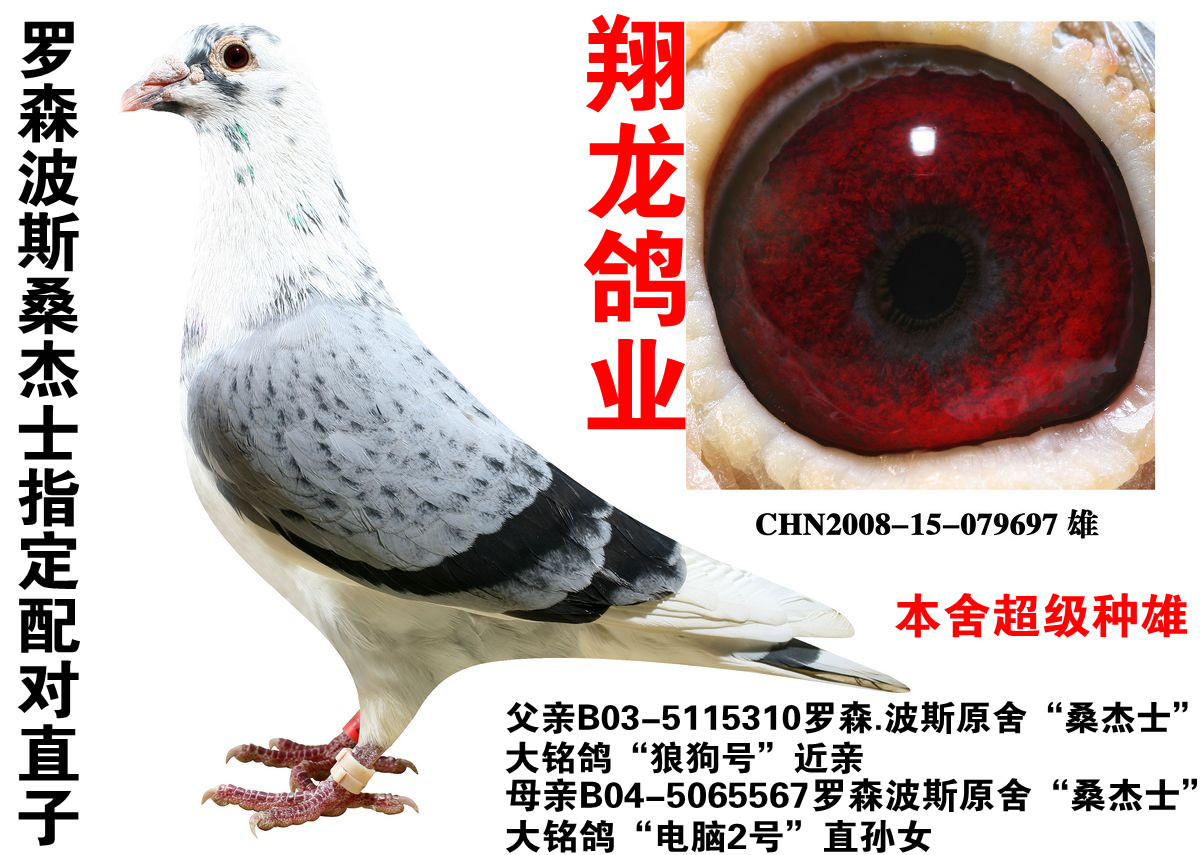罗森波斯指定配对作出"桑杰士" 保证金级 拍卖