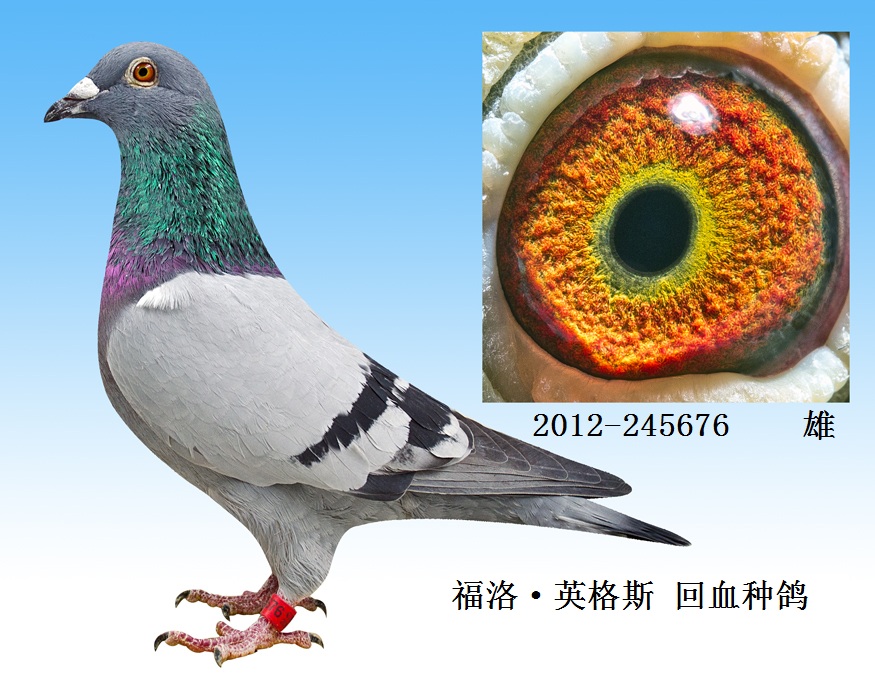 4,福洛·英格斯回血种鸽 保证金级 拍卖