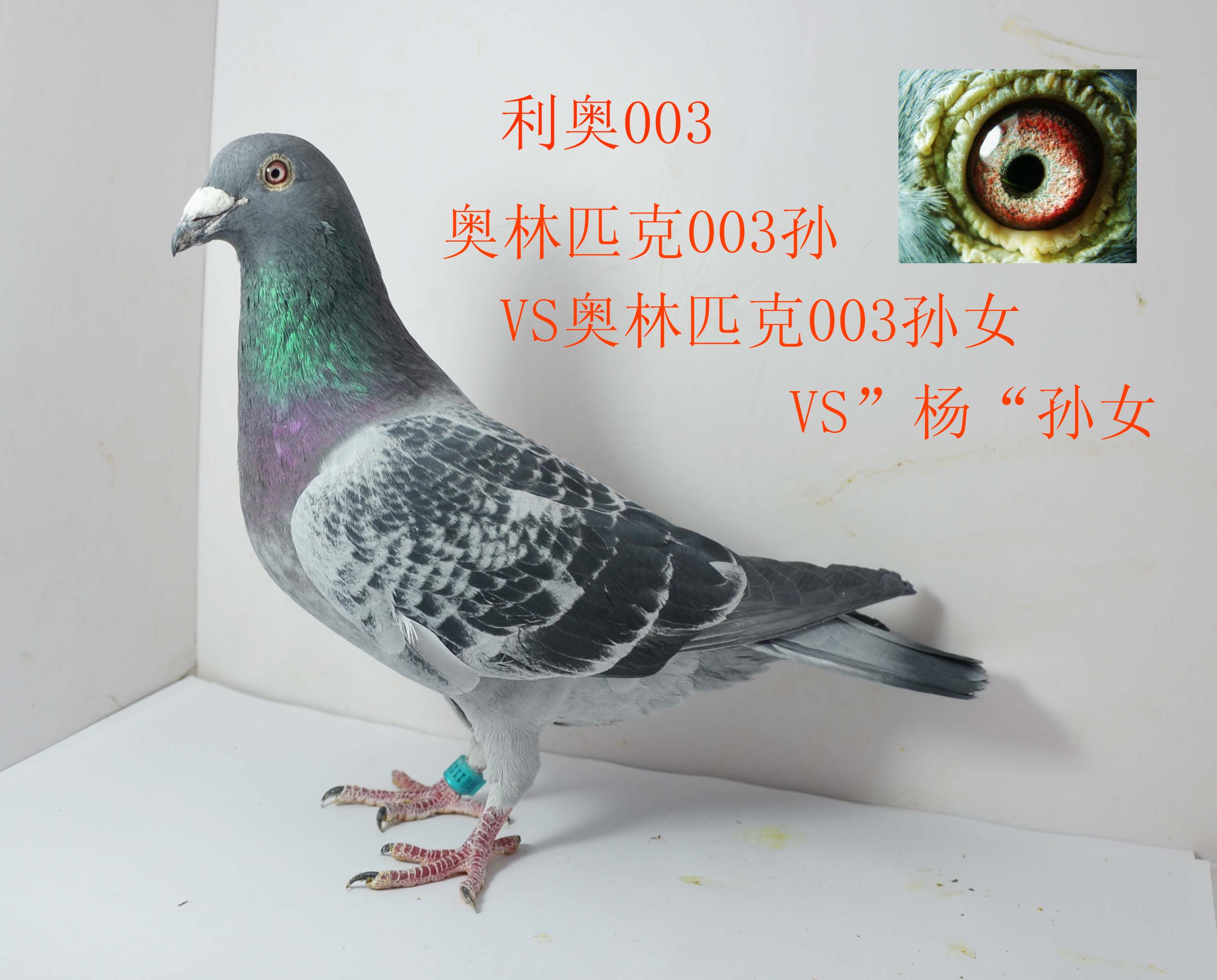雅克布586 保证金级 拍卖