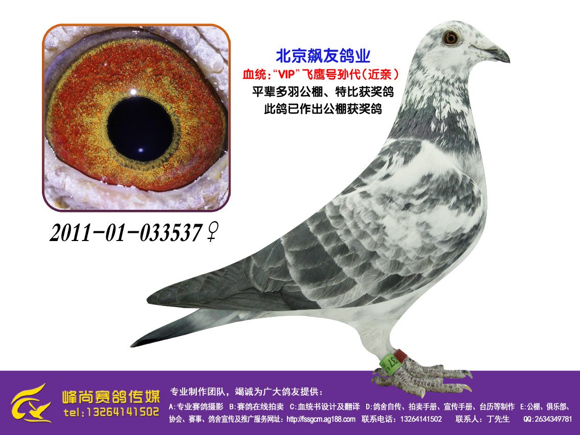 峰尚赛鸽传媒 - 中信网铭鸽展厅 www.ag188.com