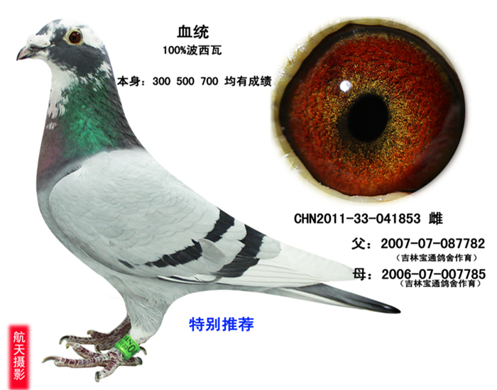 空运:按次数计算,得标1-3羽,每次均按350元支付,超出3信鸽拍卖首页