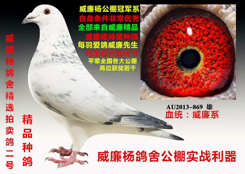 威廉杨鸽舍最后两羽精品 保证金级 拍卖