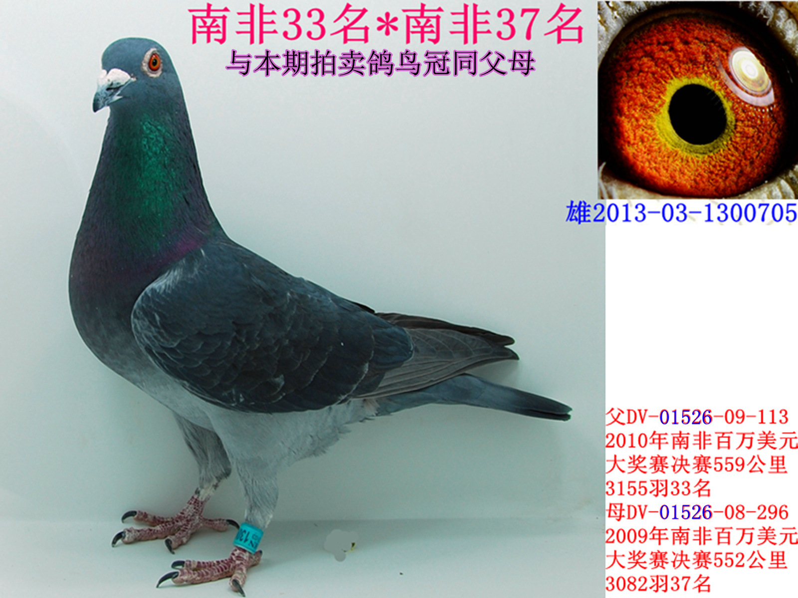"""引种需谨慎"""本社只保证鸽子及