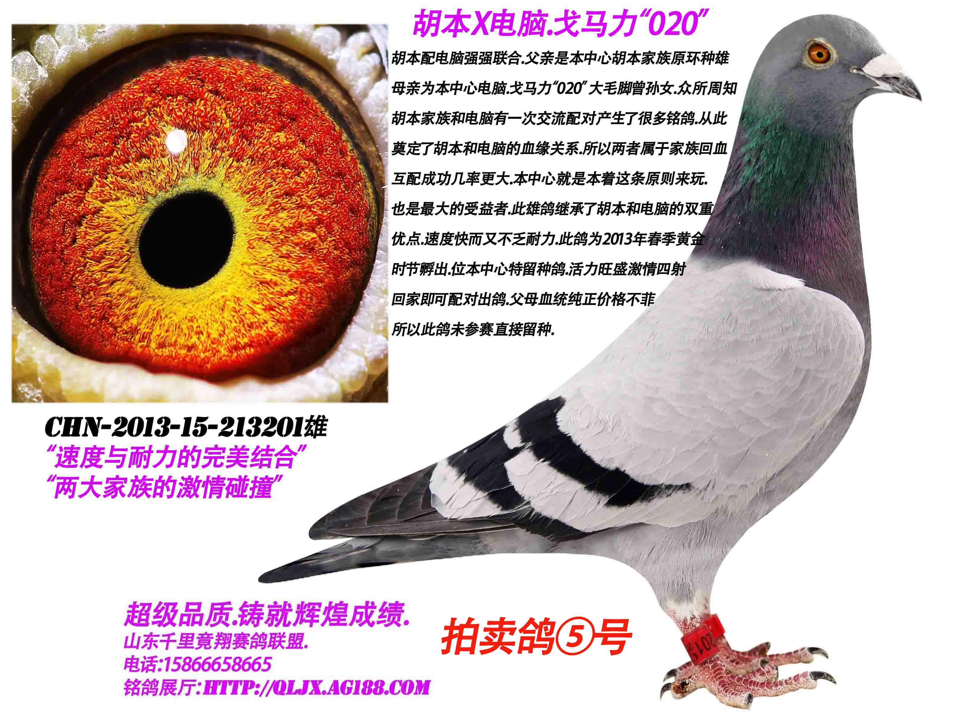胡本家族x戈马力"020"毛脚 保证金级 拍卖