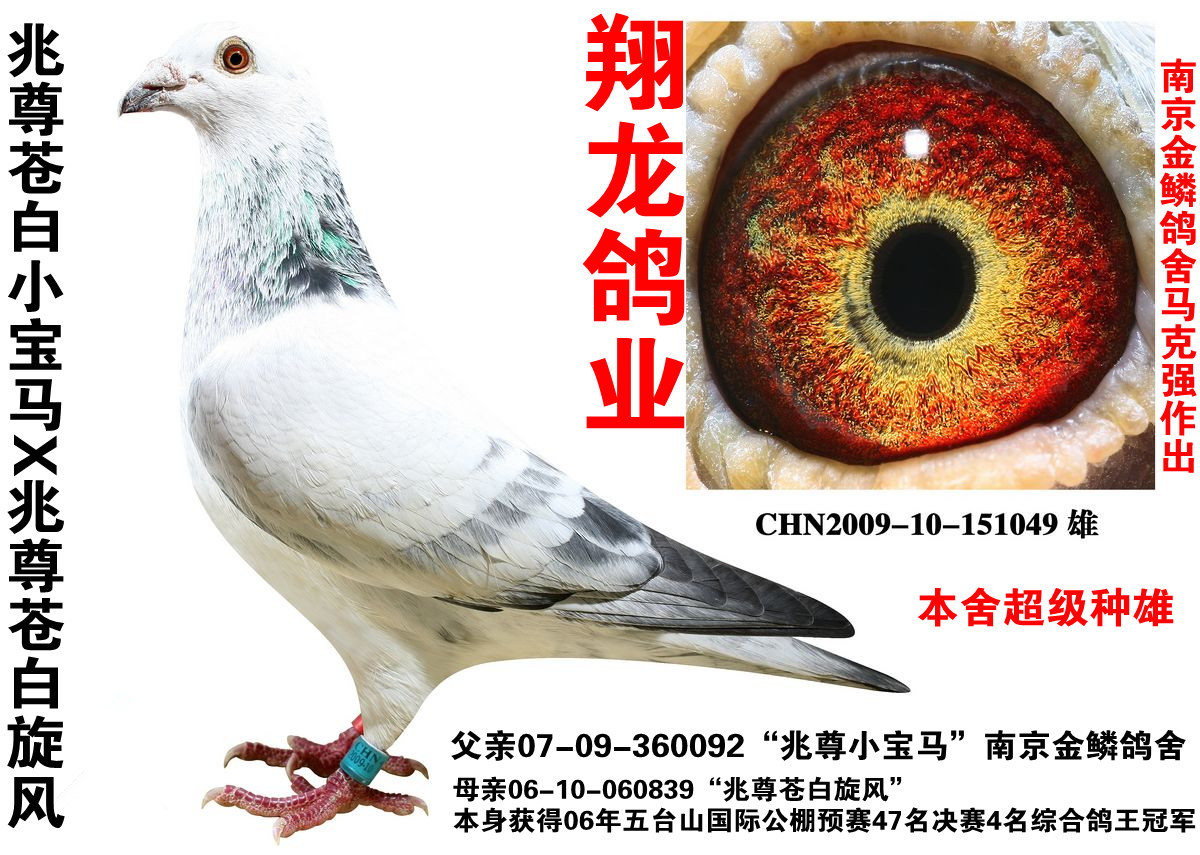 苍白骑士x帝鲁速霸龙决赛 保证金级 拍卖
