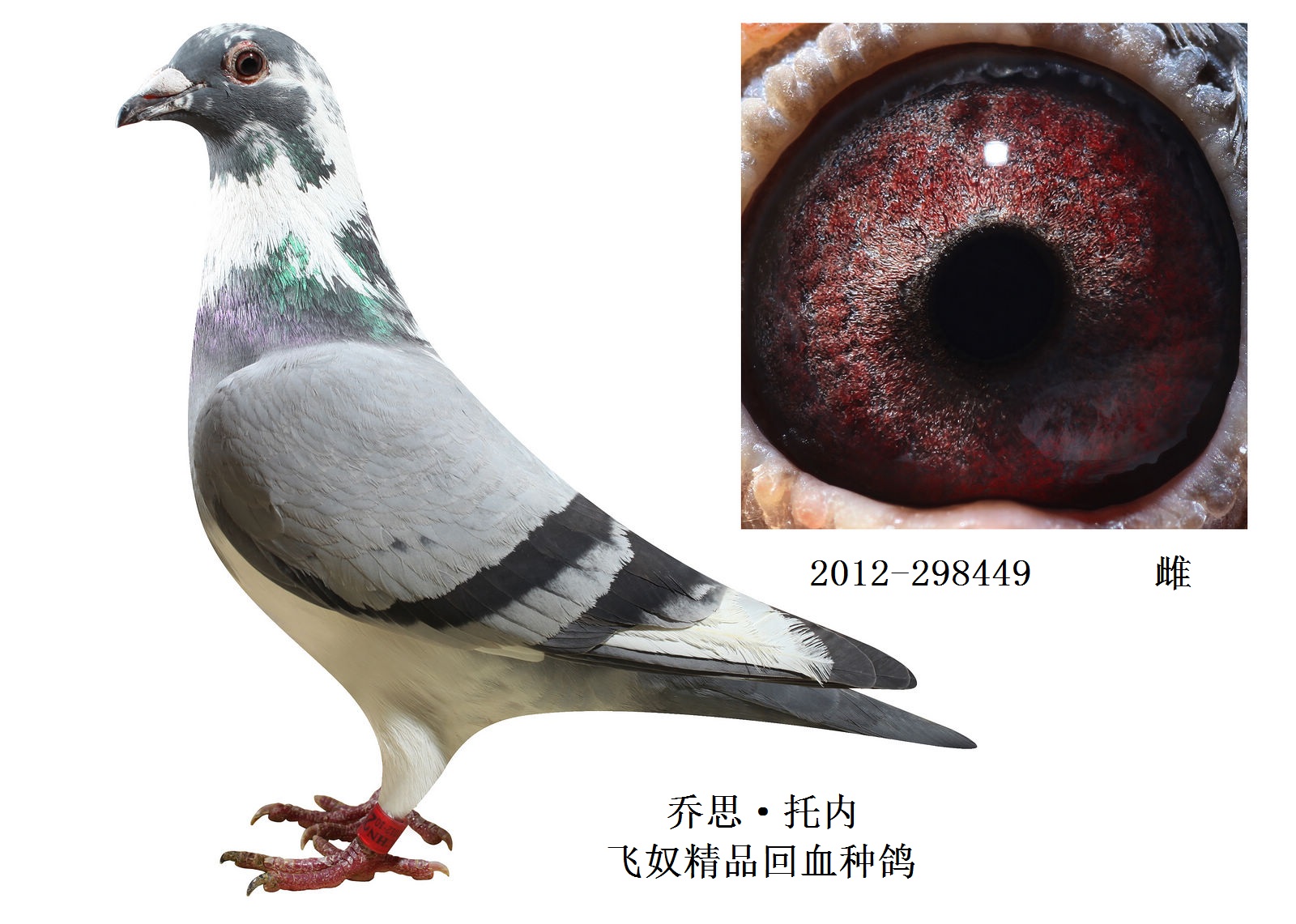 10,乔思·托内 飞奴精品回血种鸽 保证金级 拍卖