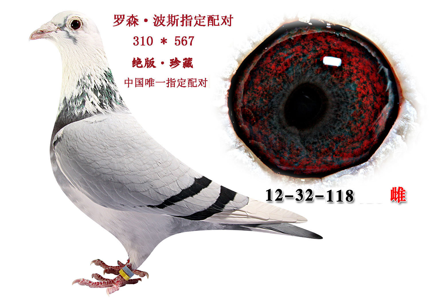 罗森·波斯.指定配对.绝版珍藏 保证金级 拍卖