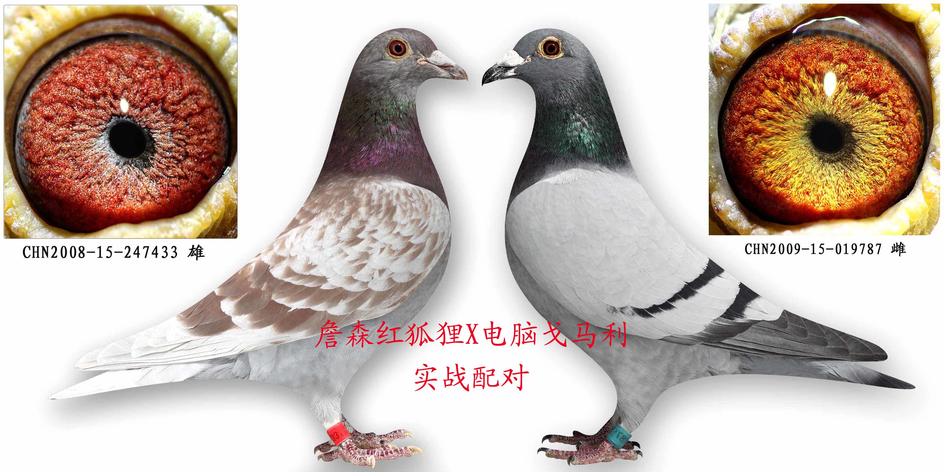 詹森红狐狸x电脑戈马利 保证金级 拍卖