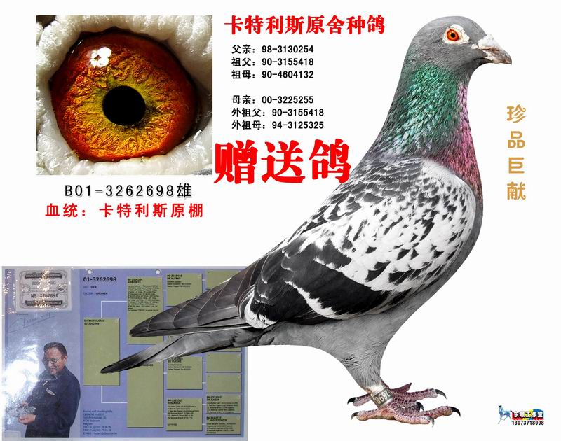 卡特利斯原棚种鸽 保证金级 拍卖