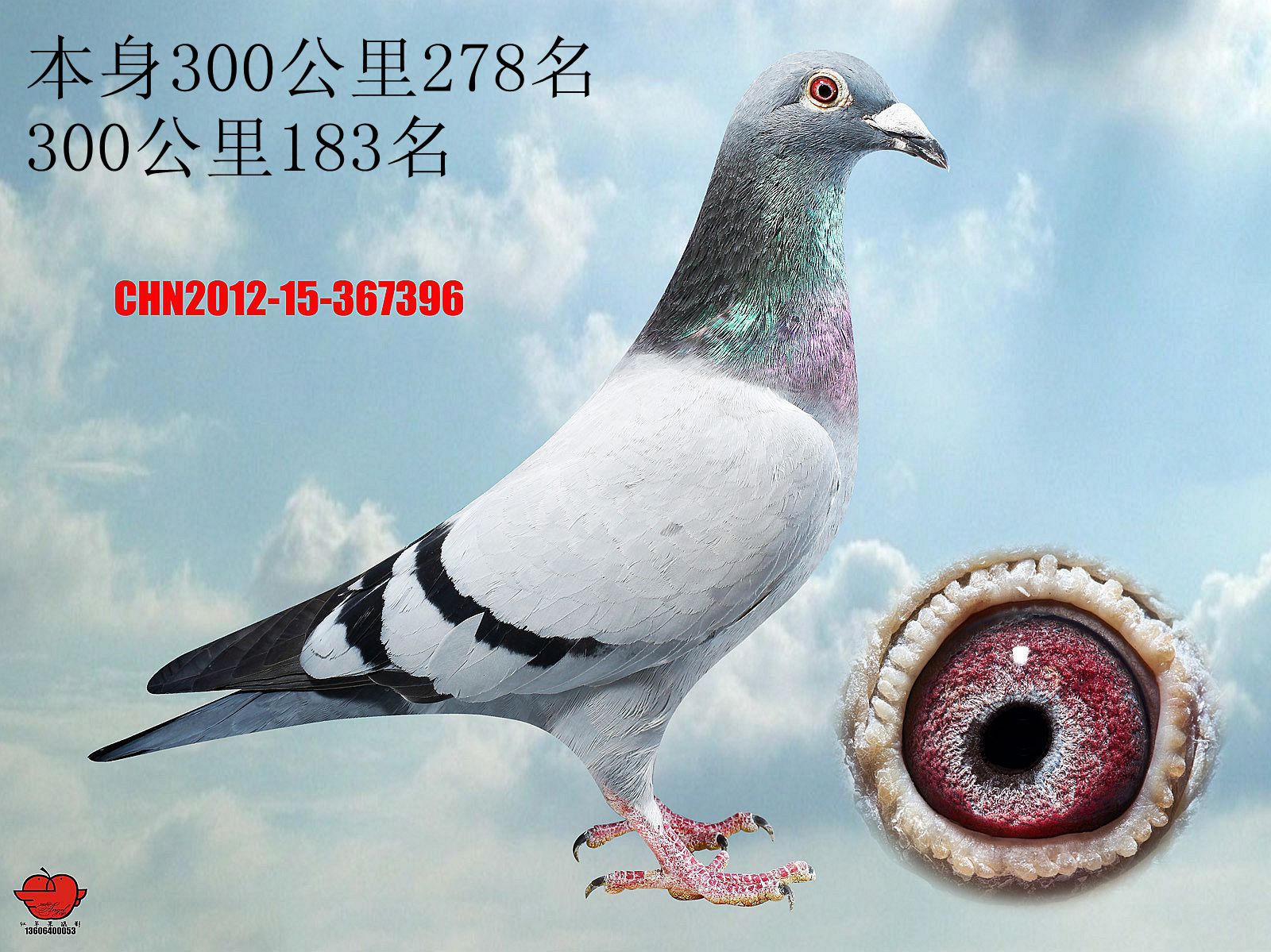 地方赛获奖鸽 保证金级 拍卖