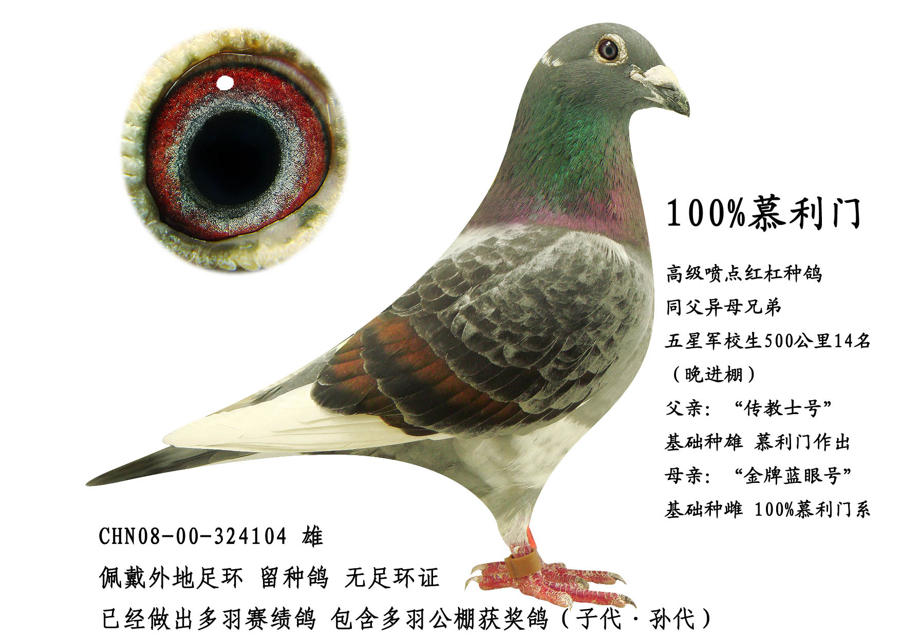 极品军校生种鸽 保证金级 拍卖