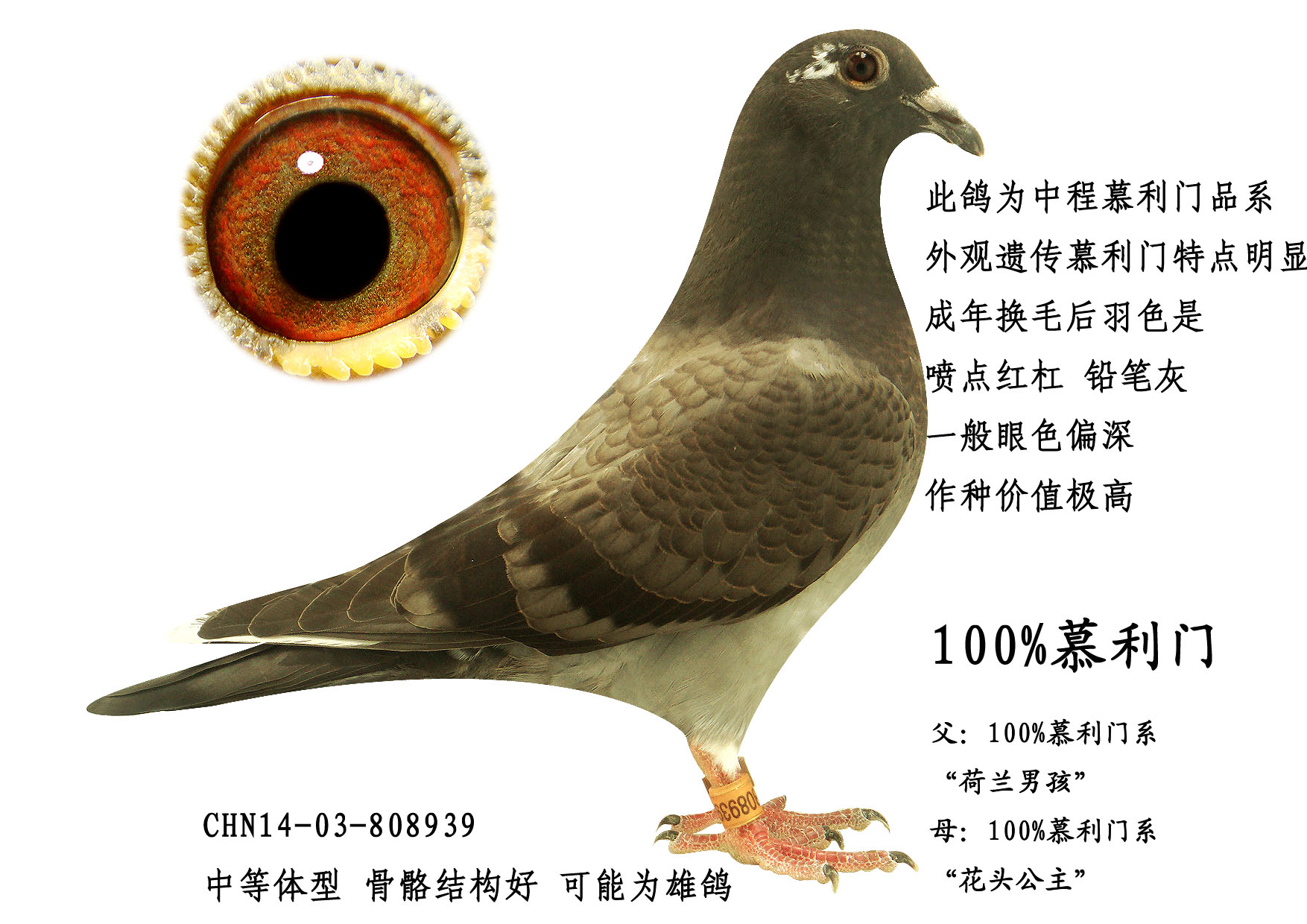 信鸽拍卖首页 拍卖专题 查看拍卖商品 相关图片 目前尚无图片!