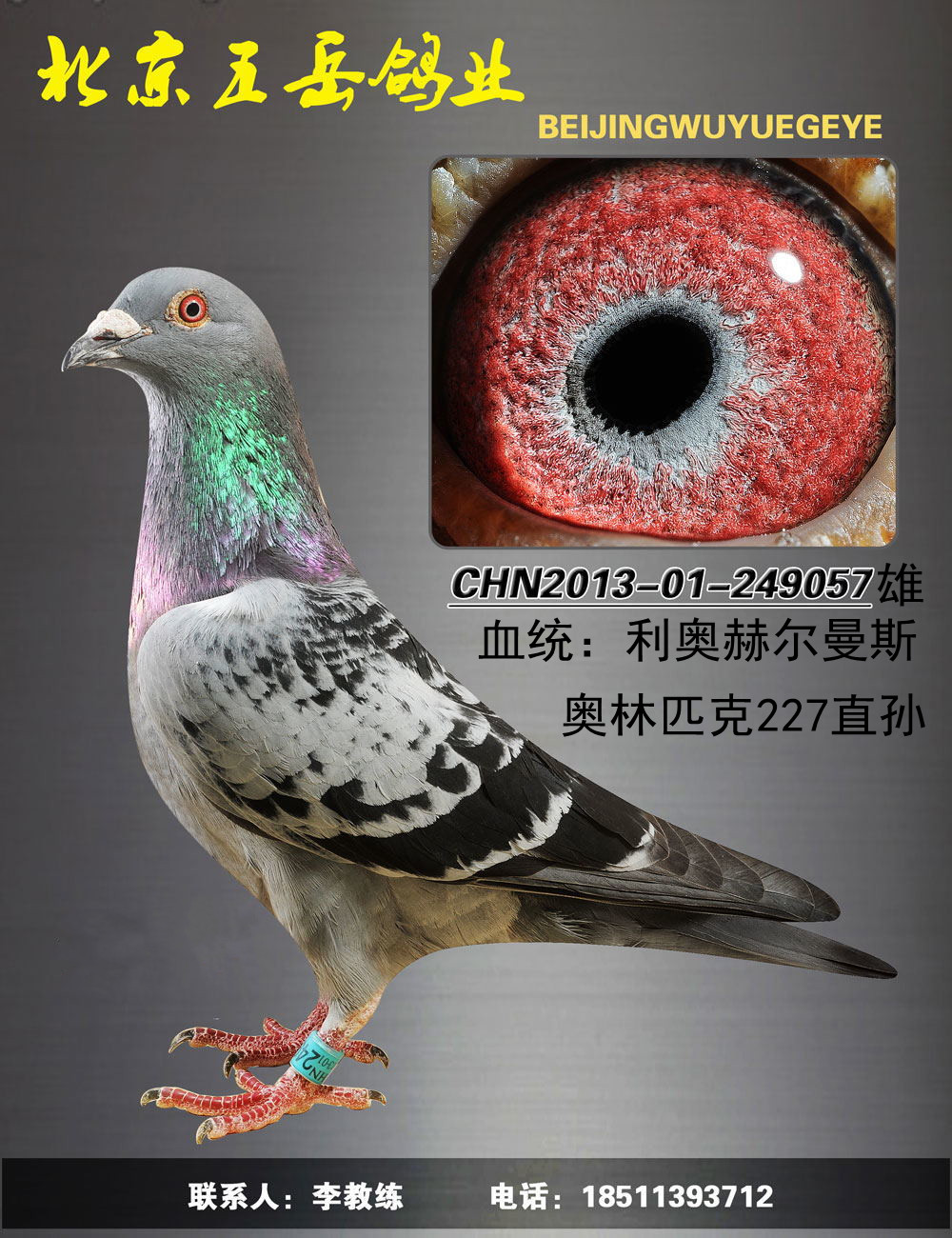 利奥赫尔曼斯 保证金级 拍卖