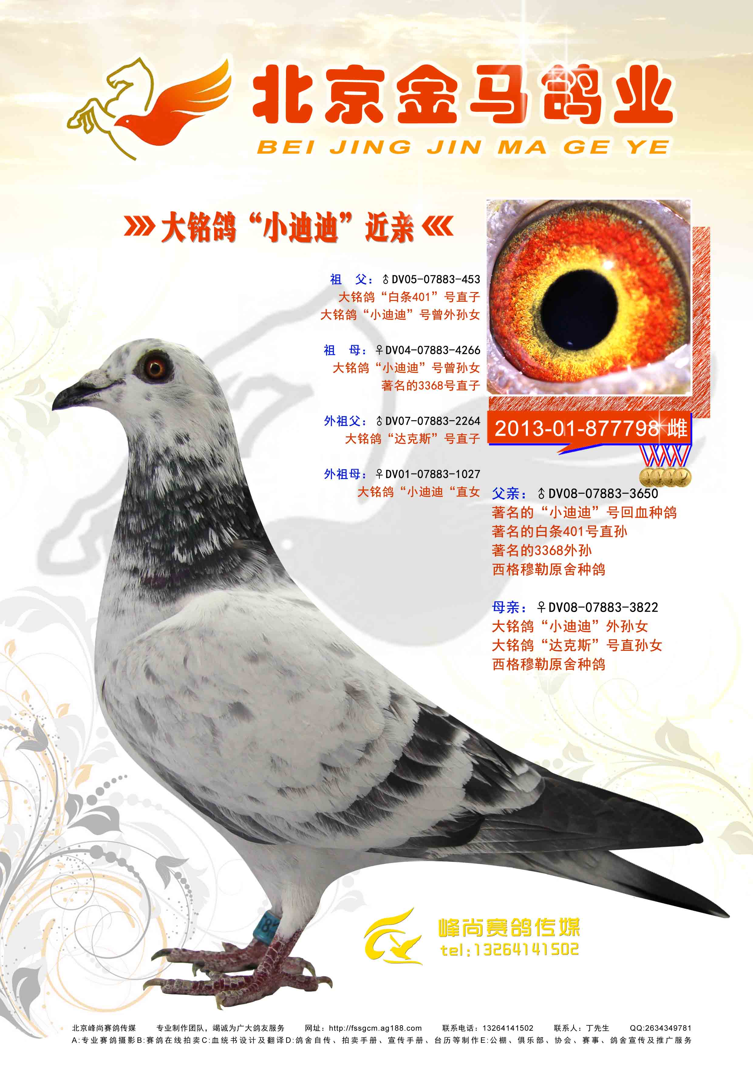 大铭鸽"小迪迪"近亲 保证金级 拍卖