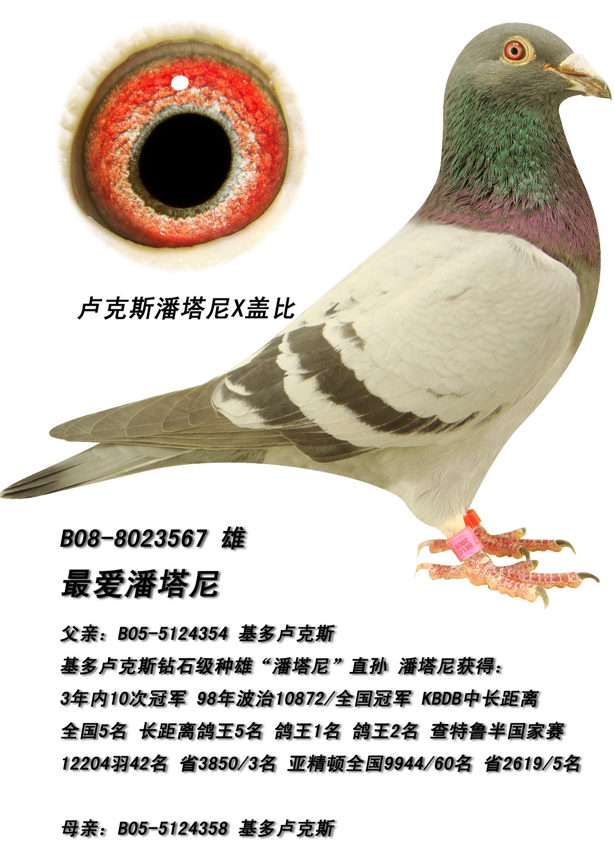 信鸽在线拍卖平台 中国信鸽信息网