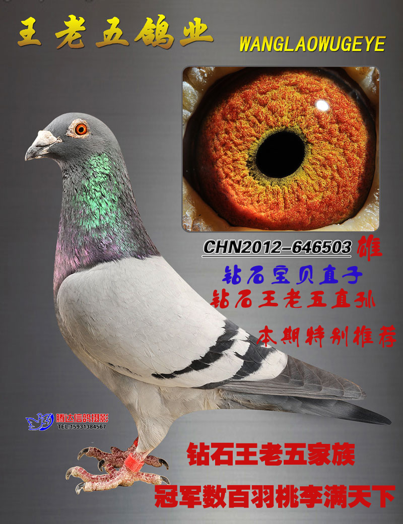 王老五鸽业 - 中信网铭鸽展厅 www.ag188.com