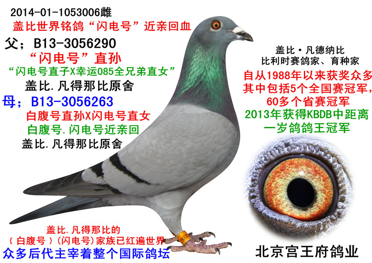 3-盖比"闪电号"直孙x【白腹号直孙配闪电号直女】 保证金级 拍卖