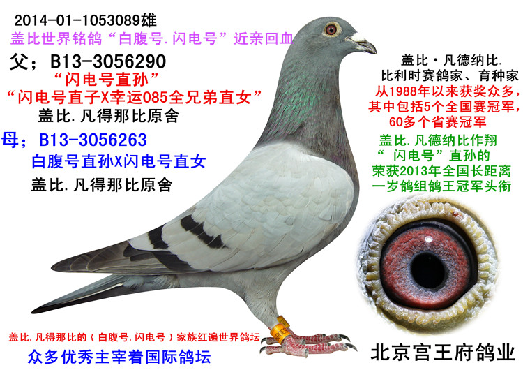 盖比"闪电号"直孙x【白腹号直孙配闪电号直女】 保证金级 拍卖