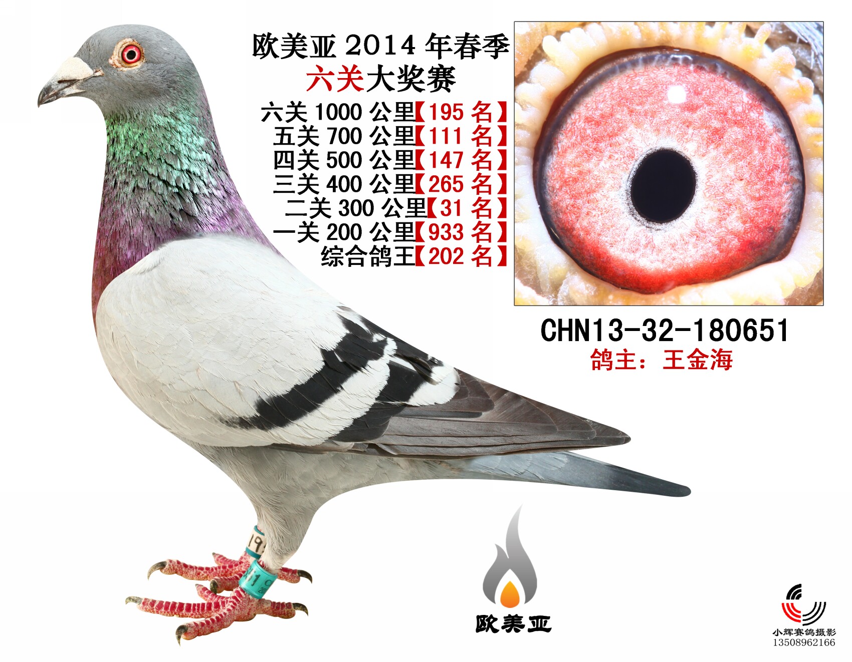 信鸽在线拍卖平台 - 中国信鸽信息网