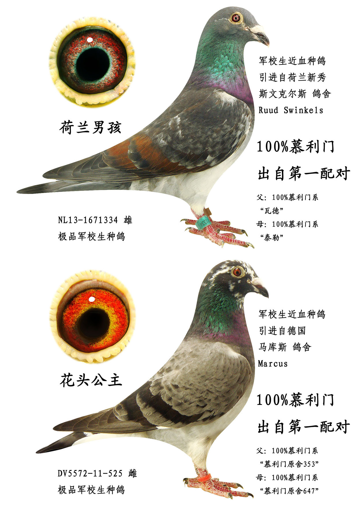 100%慕利门 保证金级 拍卖