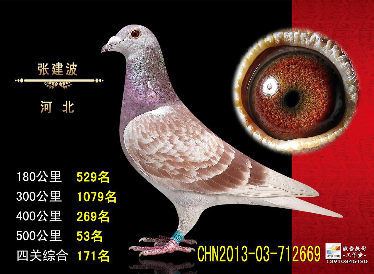 赠送公棚成绩鸽
