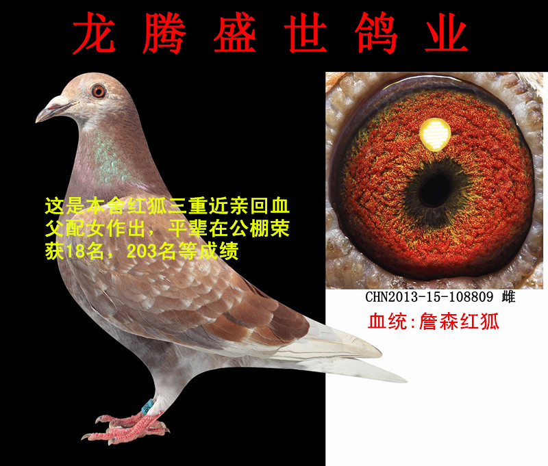 詹森红狐 保证金级 拍卖