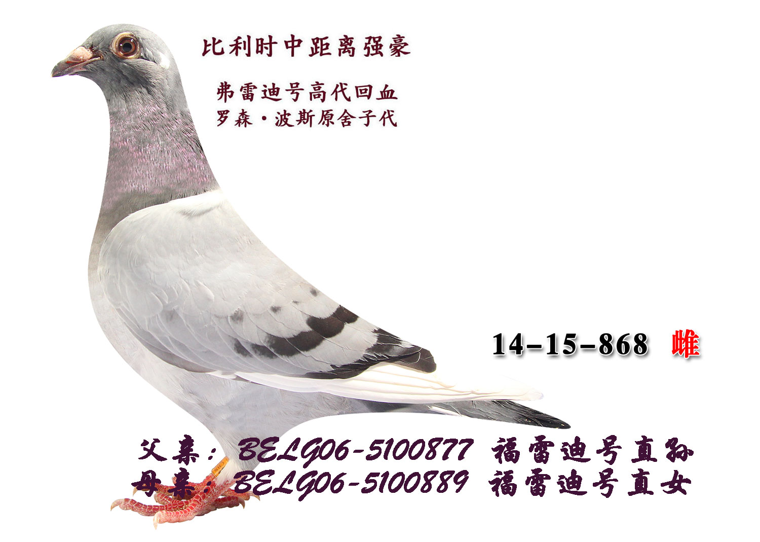 罗森.波斯—福雷迪号-高代.近血 保证金级 拍卖