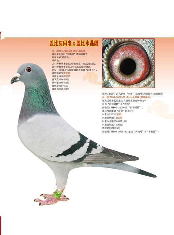 >> 查看拍卖商品