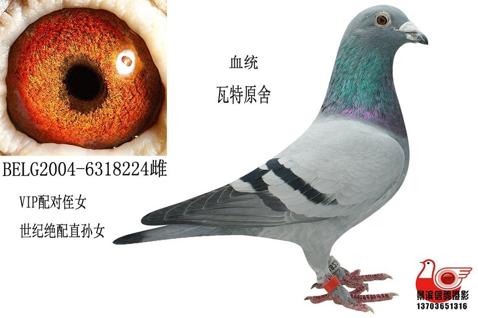 信鸽在线拍卖平台 中国信鸽信息网