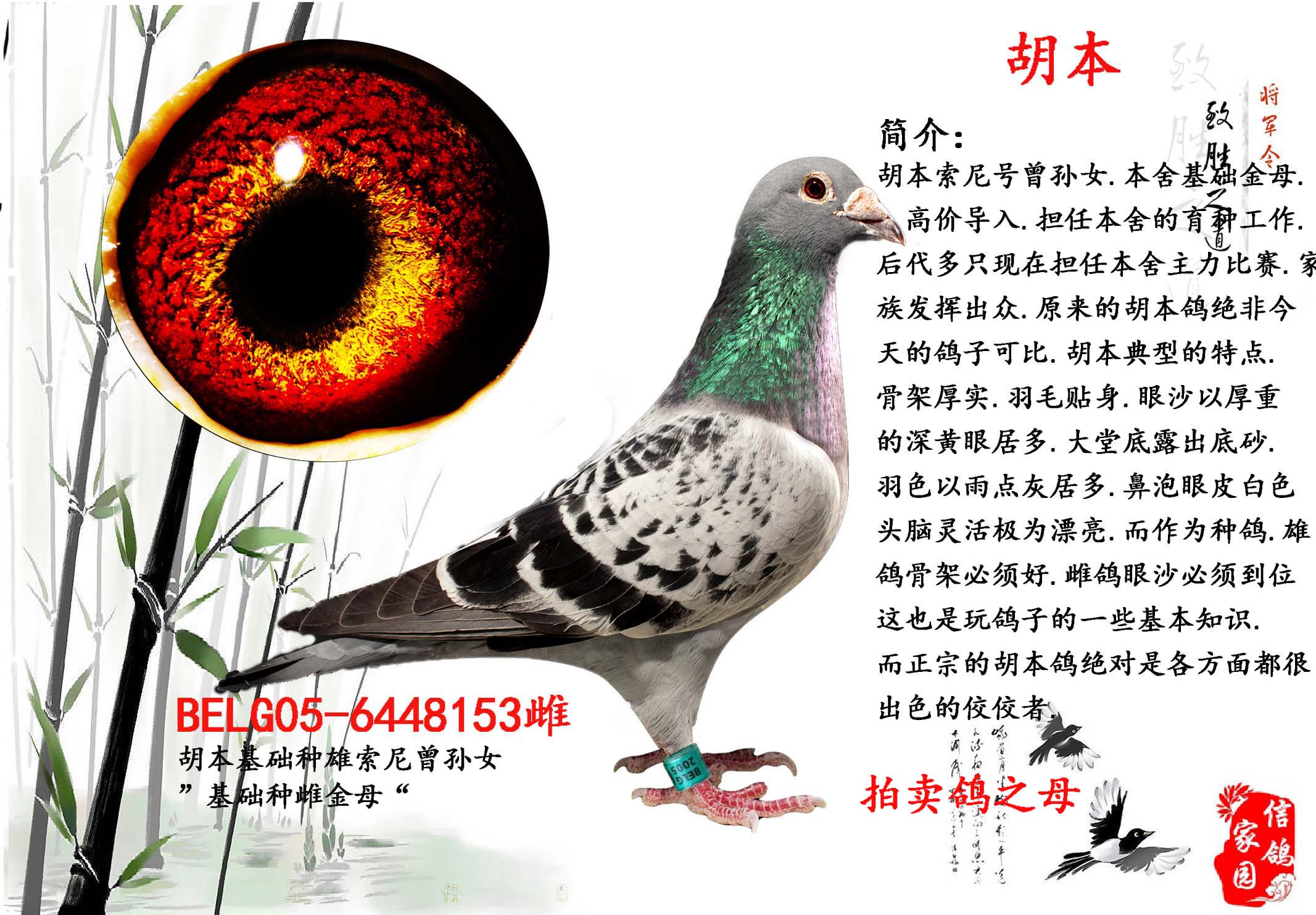 信鸽在线拍卖平台 - 中国信鸽信息网