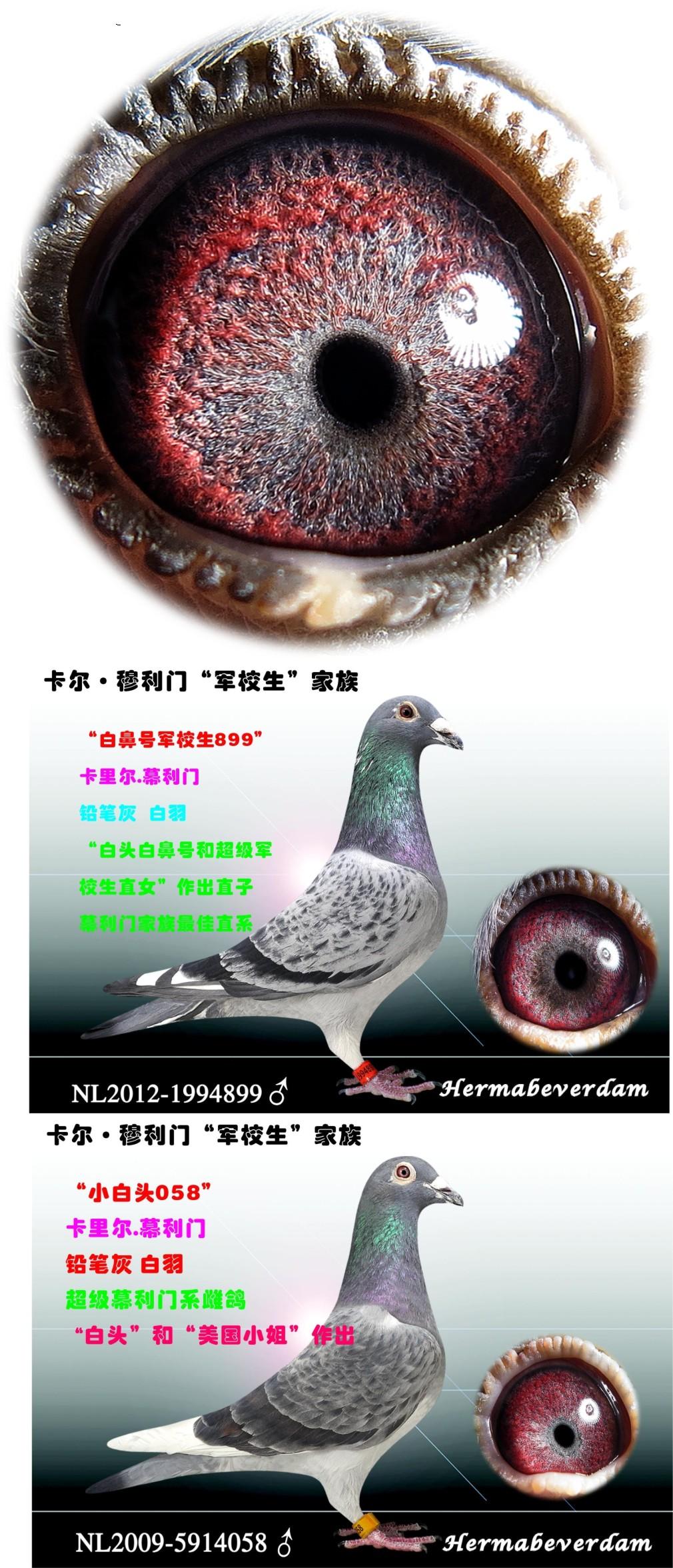 天津火箭基地鸽业 - 中信网铭鸽展厅 www.ag188.com