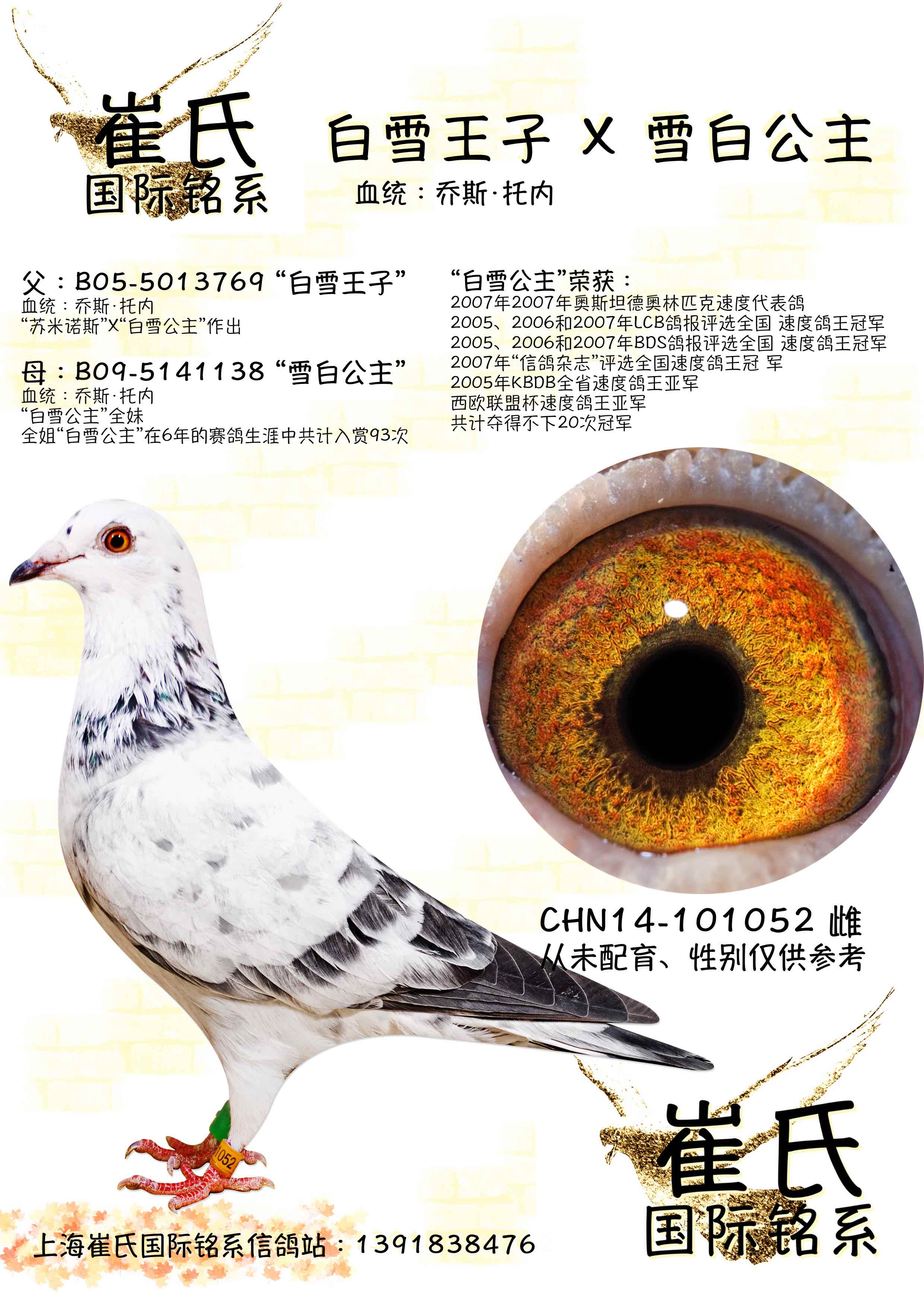 评选全国速度鸽王冠军2005年kbdb全省速度鸽王亚军西欧联盟杯速度鸽王亚军