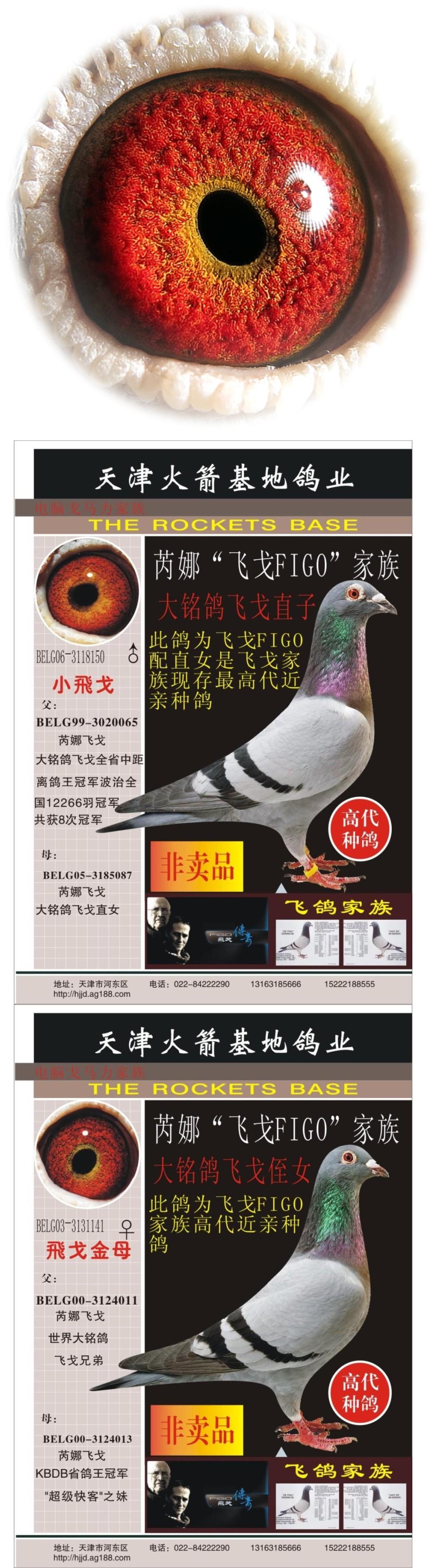 天津火箭基地鸽业 - 中信网铭鸽展厅 www.ag188.com