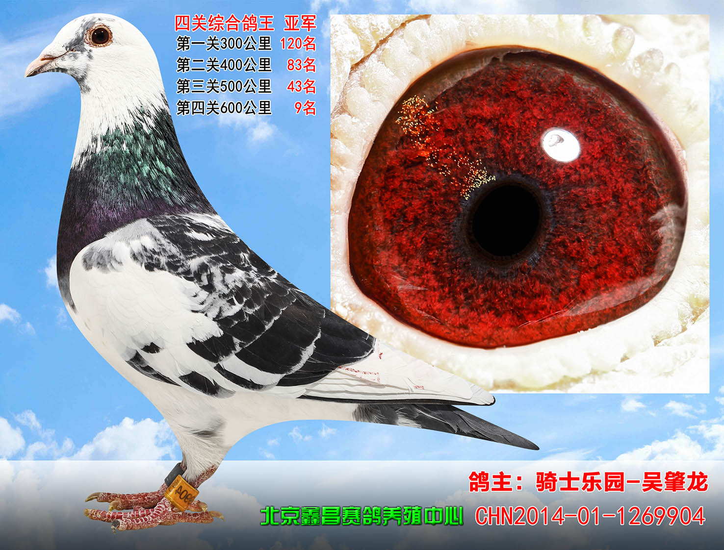 信鸽在线拍卖平台 - 中国信鸽信息网