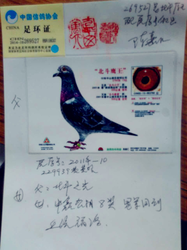 首 页  铭 鸽  新鸽上架  推荐铭鸽  定价鸽  信鸽拍卖 黄金配对