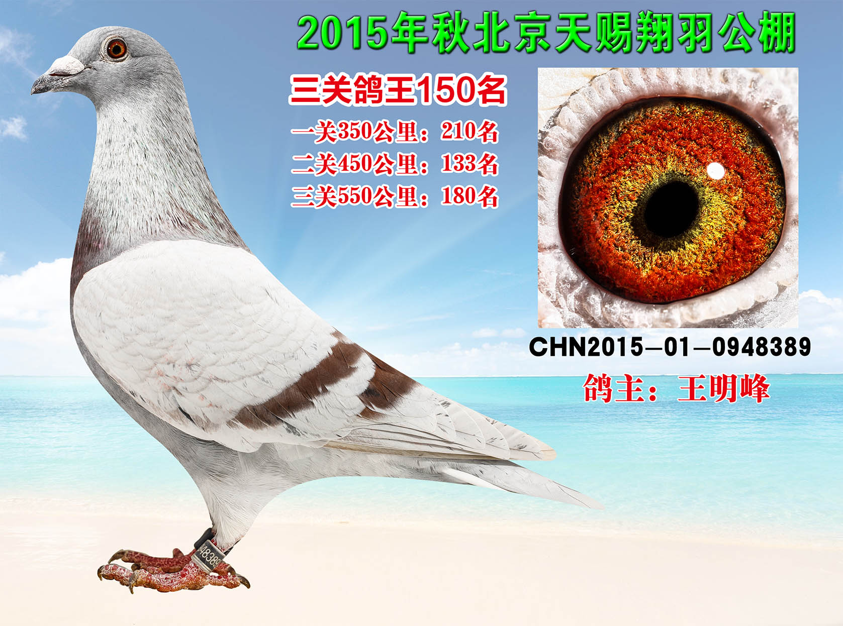 雌鸽王150《詹森红狐x胡本》 保证金级 拍卖