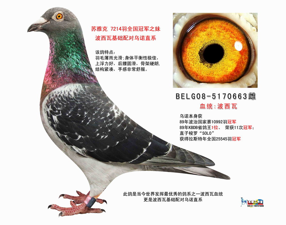 波西瓦(乌诺配对直系) 保证金级 拍卖