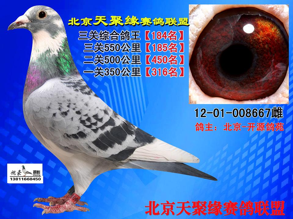 鸽用具                  鸽王184桑杰士x速霸龙