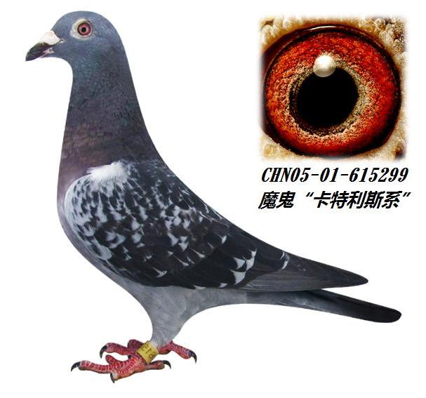 4/魔鬼卡特利斯系05-01-615299-雌 保证金级 拍卖