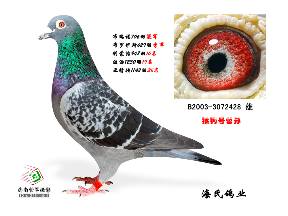 海氏鸽业 - 中信网铭鸽展厅 www.ag188.com